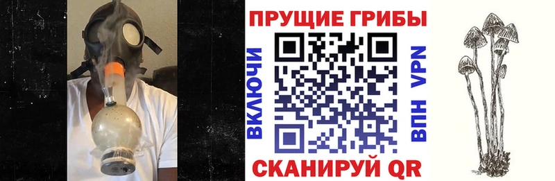 Галлюциногенные грибы Cubensis  Купить где  Котлас 